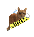茶虎猫のニャン神タイガース ネタVer.（個別スタンプ：15）