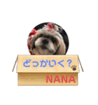 シーズーのNANAちゃま♡日常（個別スタンプ：8）