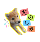 竹中家の愉快な仲間たち（個別スタンプ：7）