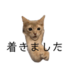 竹中家の愉快な仲間たち（個別スタンプ：20）