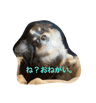 プリンセスチワワ（個別スタンプ：3）