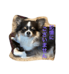 プリンセスチワワ（個別スタンプ：7）