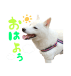 便利なみるくちゃんスタンプ（個別スタンプ：5）