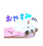 便利なみるくちゃんスタンプ（個別スタンプ：6）