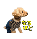 我が家のアイドル茶々丸（個別スタンプ：2）