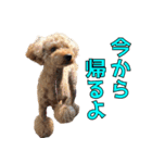 我が家のアイドル茶々丸（個別スタンプ：7）