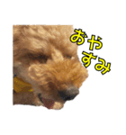 我が家のアイドル茶々丸（個別スタンプ：8）