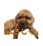 我が家のアイドル茶々丸（個別スタンプ：9）