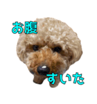 我が家のアイドル茶々丸（個別スタンプ：10）