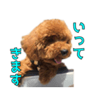 我が家のアイドル茶々丸（個別スタンプ：11）