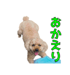 我が家のアイドル茶々丸（個別スタンプ：12）