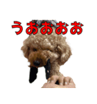 我が家のアイドル茶々丸（個別スタンプ：13）