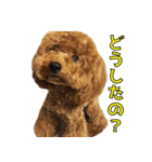 我が家のアイドル茶々丸（個別スタンプ：16）