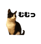 TAROの家にある物のすたんぷ（個別スタンプ：16）