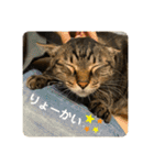 こたろースタンプ vol.1（個別スタンプ：2）