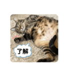 こたろースタンプ vol.1（個別スタンプ：3）