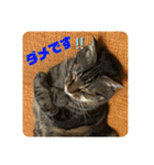 こたろースタンプ vol.1（個別スタンプ：6）
