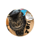 こたろースタンプ vol.1（個別スタンプ：8）