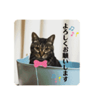 こたろースタンプ vol.1（個別スタンプ：10）