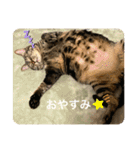 こたろースタンプ vol.1（個別スタンプ：12）