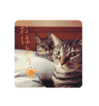 こたろースタンプ vol.1（個別スタンプ：13）
