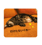 こたろースタンプ vol.1（個別スタンプ：14）