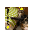 こたろースタンプ vol.1（個別スタンプ：15）