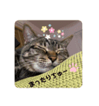 こたろースタンプ vol.1（個別スタンプ：16）
