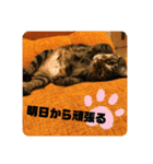 こたろースタンプ vol.1（個別スタンプ：17）