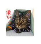こたろースタンプ vol.1（個別スタンプ：19）