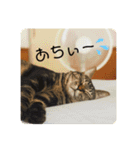 こたろースタンプ vol.1（個別スタンプ：20）