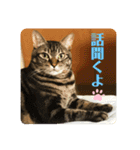 こたろースタンプ vol.1（個別スタンプ：21）