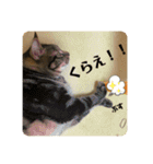 こたろースタンプ vol.1（個別スタンプ：22）