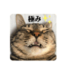 こたろースタンプ vol.1（個別スタンプ：24）