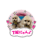 キラミラちゃんご挨拶（個別スタンプ：5）