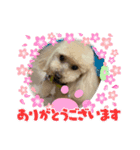 キラミラちゃんご挨拶（個別スタンプ：8）