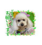 キラミラちゃんご挨拶（個別スタンプ：9）