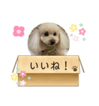 キラミラちゃんご挨拶（個別スタンプ：13）
