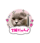 ブブブブブリティッシュ（個別スタンプ：1）