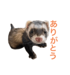ろあ_いたちの日常vol.1（個別スタンプ：2）