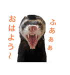 ろあ_いたちの日常vol.1（個別スタンプ：8）