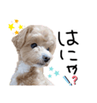 まるぷーのぷりんくん2（個別スタンプ：7）