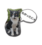もちまるくんとなかまたち（個別スタンプ：15）