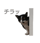 もちまるくんとなかまたち（個別スタンプ：16）