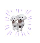 雪丸・雫・雪花╰( U ・ᴥ・)m（個別スタンプ：5）