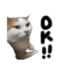 ねこ aka chill Dopeness watata official（個別スタンプ：1）