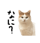 ねこ aka chill Dopeness watata official（個別スタンプ：2）