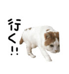 ねこ aka chill Dopeness watata official（個別スタンプ：3）