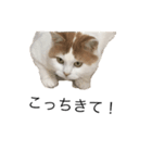 ねこ aka chill Dopeness watata official（個別スタンプ：5）