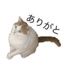ねこ aka chill Dopeness watata official（個別スタンプ：6）